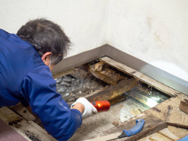 Best Local Mold Removal Service  in Powell, TN