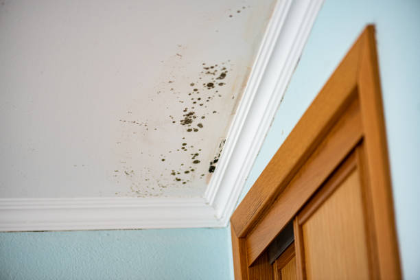 Home Mold Removal in Powell, TN
