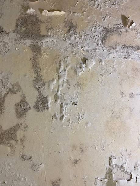 Best Residential Mold Removal  in Powell, TN