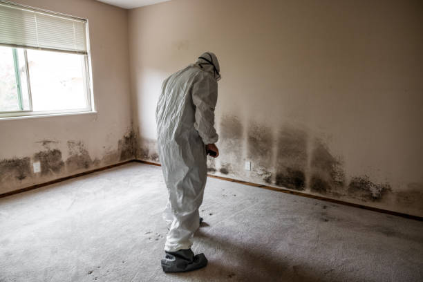 Best Certified Mold Removal  in Powell, TN